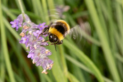 Busy Bee!