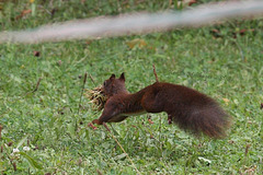 Emsiges Eichhörnchen (Wilhelma)