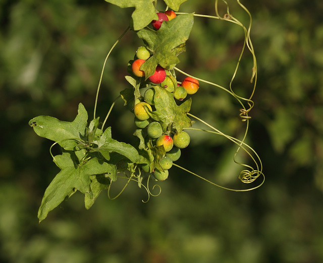 White bryony (Bryonia dioica)