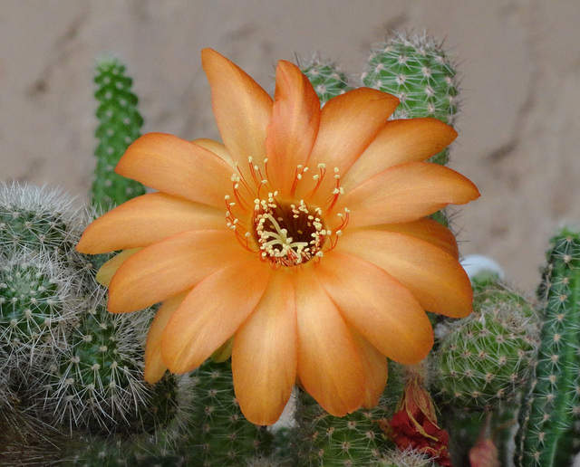 Fleurs de mes cactus 02