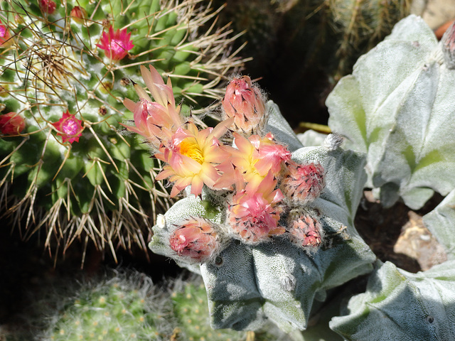 Fleurs de mes cactus 01