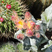 Fleurs de mes cactus 01