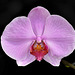 NICE: Parc Phoenix: Une Orchidée (Orchidaceae).