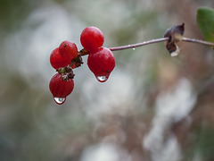 Droplet-Covered Honeysuckle Berries