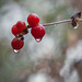 Droplet-Covered Honeysuckle Berries