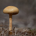 268/365: "Nature alone is antique, and the oldest art a mushroom." ~ Thomas Carlyle