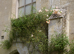 Climbing rose on an old textured wall