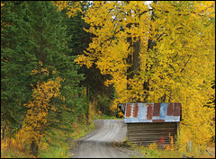Fall near Bowron Lake, BC