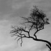 Gargano Coast- Windblown Tree