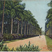 Palm Avenue Botanical Gardens Calcutta
