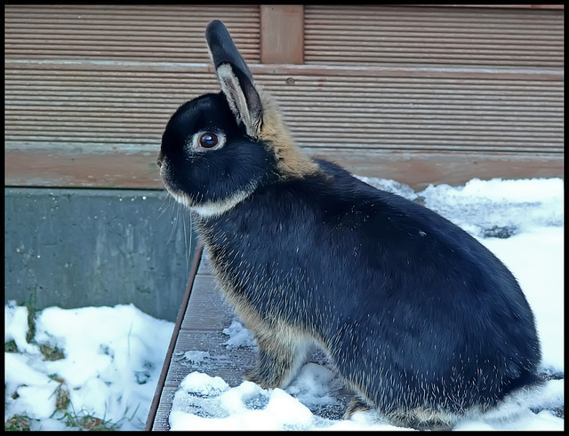 "Juksel" my grandson's rabbit "Juksel" my grandson's rabbit