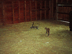 introduction to the hay loft
