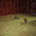 introduction to the hay loft