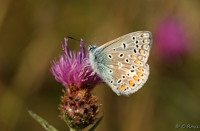 Common Blue Polyommatus icarus