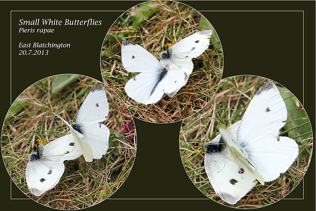 Small Whites - frisky on the lawn - East Blatchington - 20.7.2013