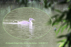 Immature Great Crested Grebe  - Earley - 16.8.2012
