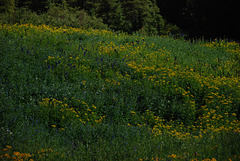Flowery Meadow