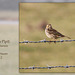 Meadow Pipit - Seven Sisters Country Park - Cuckmere - 23.2.2012