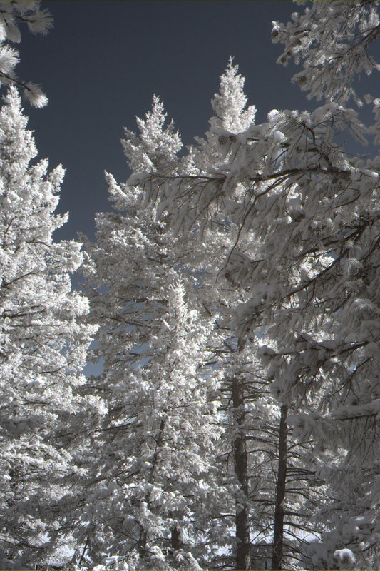 Infrared Snow