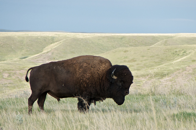 Bison, 2012