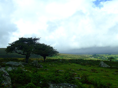 Dartmoor trees