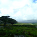 Dartmoor trees
