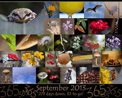 365 Project: September Collage