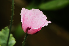 Patio Life: Opium Poppy