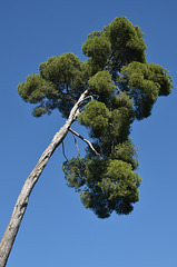 Q-Tip Tree