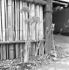 Spider lily and bamboo fence