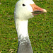 Goose Goosey