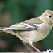Chaffinch with Seed