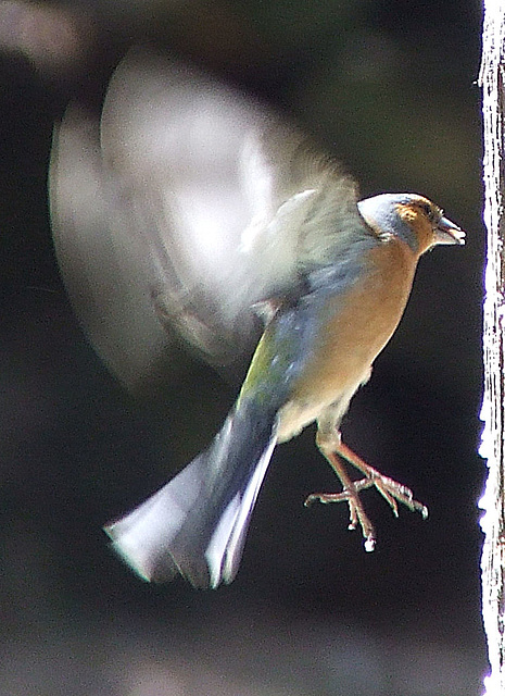 Male Chaffinch in flight