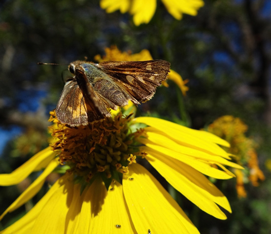 The last butterflies of Summer Fiery Skipper on Sunflowers