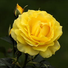 Rose 09