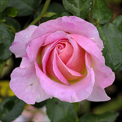Rose 06