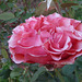 Rosa de rojo suave
