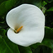 Arum Lily