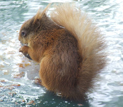 Squirrel in water