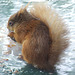 Squirrel in water