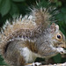 Bushy tailed grey squirrel