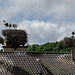 Alsace: Une Cigogne blanche ( Ciconia ciconia ). 04