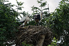 Alsace: Une Cigogne blanche ( Ciconia ciconia ). 06