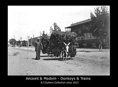Donkeys & trains  H T Sutters Collection circa 1913