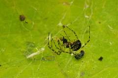 Spider v. Insect, Insect Loses