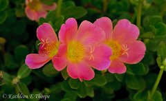 Spring Flower Trio Macro 052213