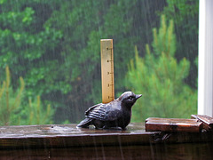 Rain bird