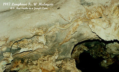 69 Cave Racer (Elaphe taeniura ridleyi)