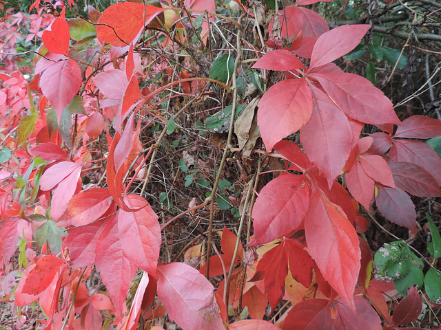 Wildhecke - Herbstfarben