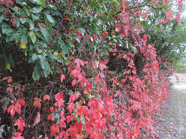 Herbstfarben - Wildhecke am Maisfeld